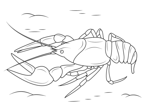 Danube Crayfish Coloring Page